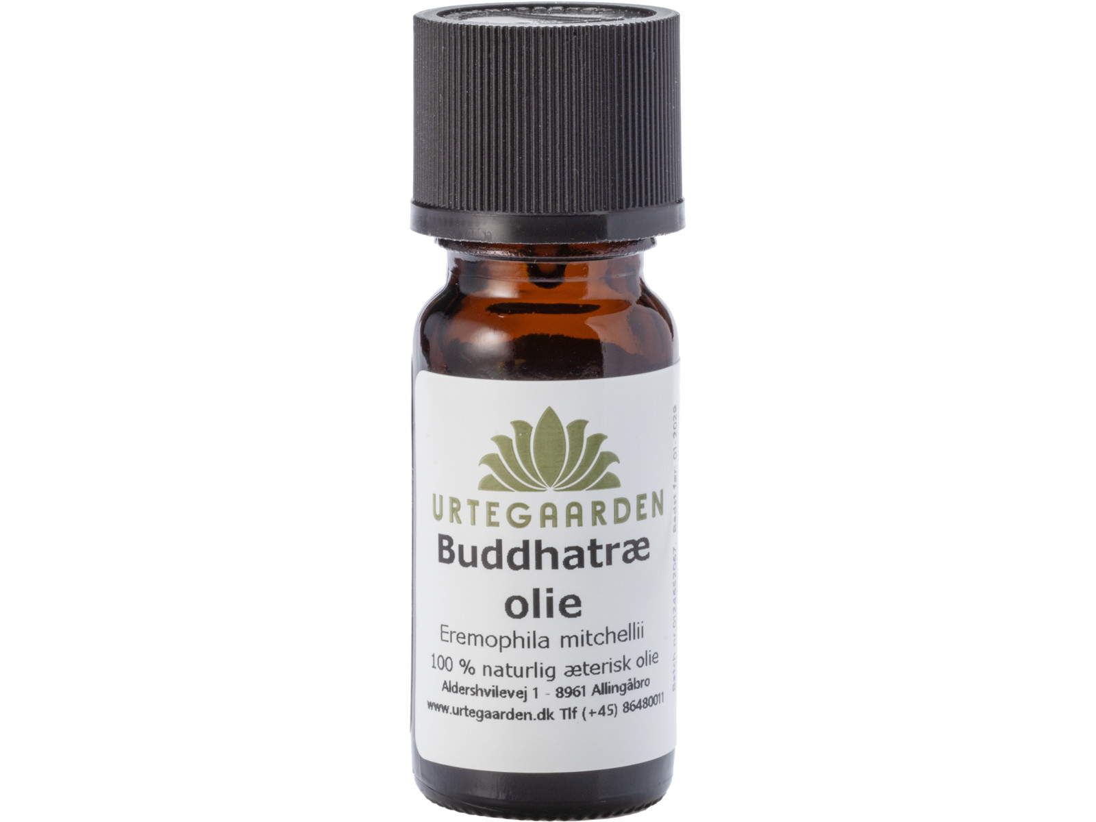 Buddhatræ olie - 10 ml